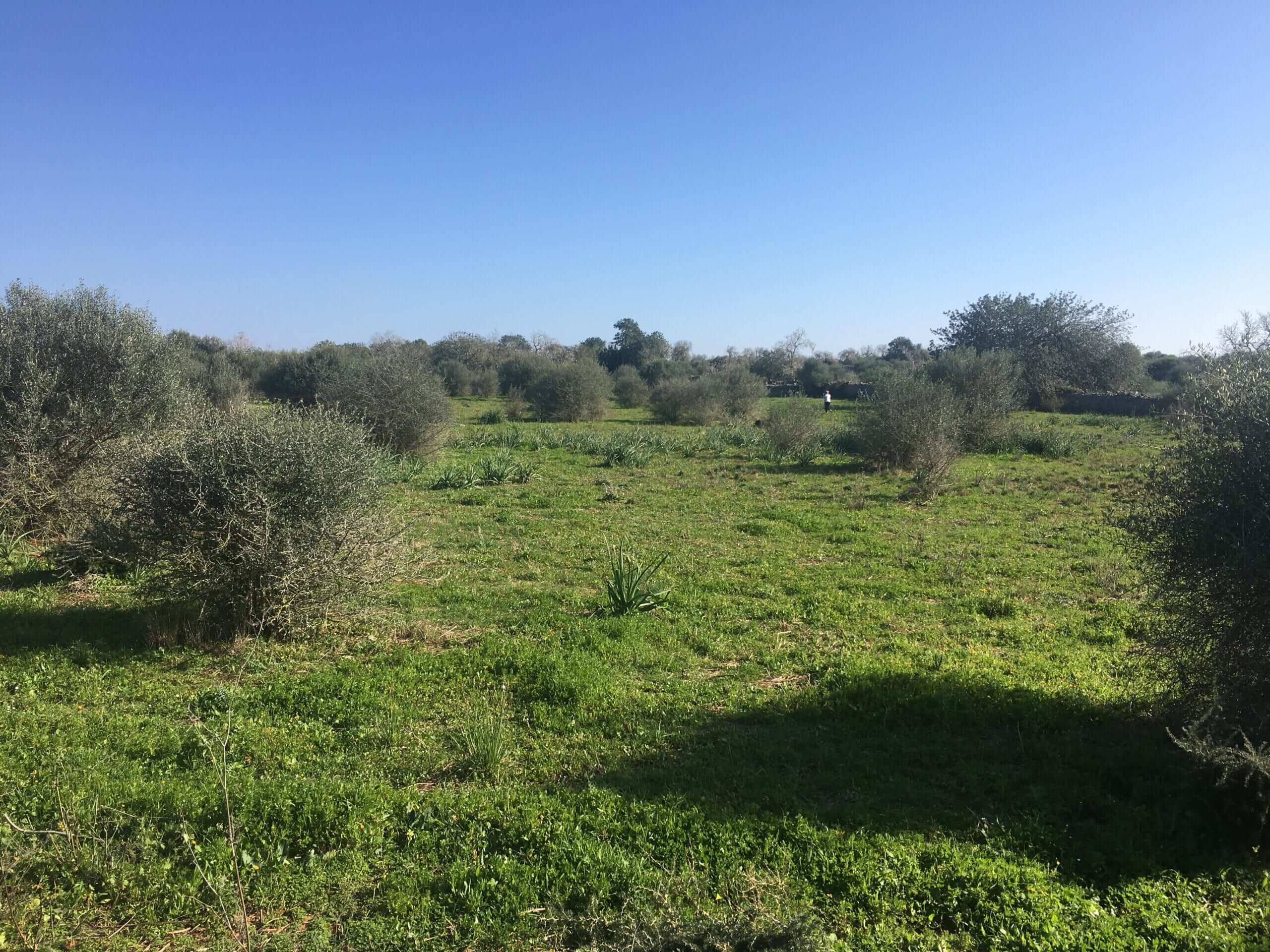 Mallorca Santanyí Grundstück